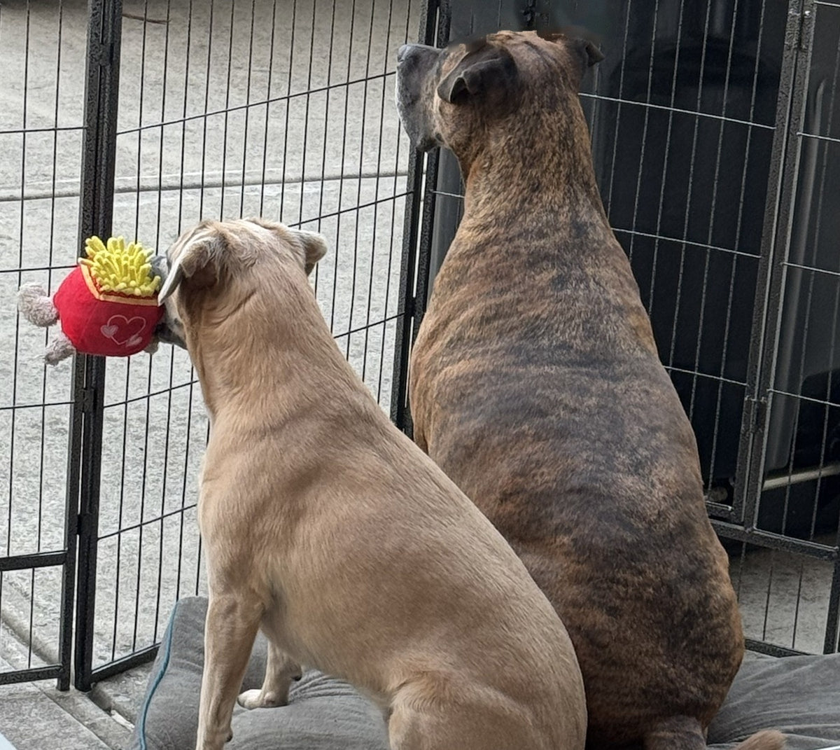 The dogs supervising from the workshop gate