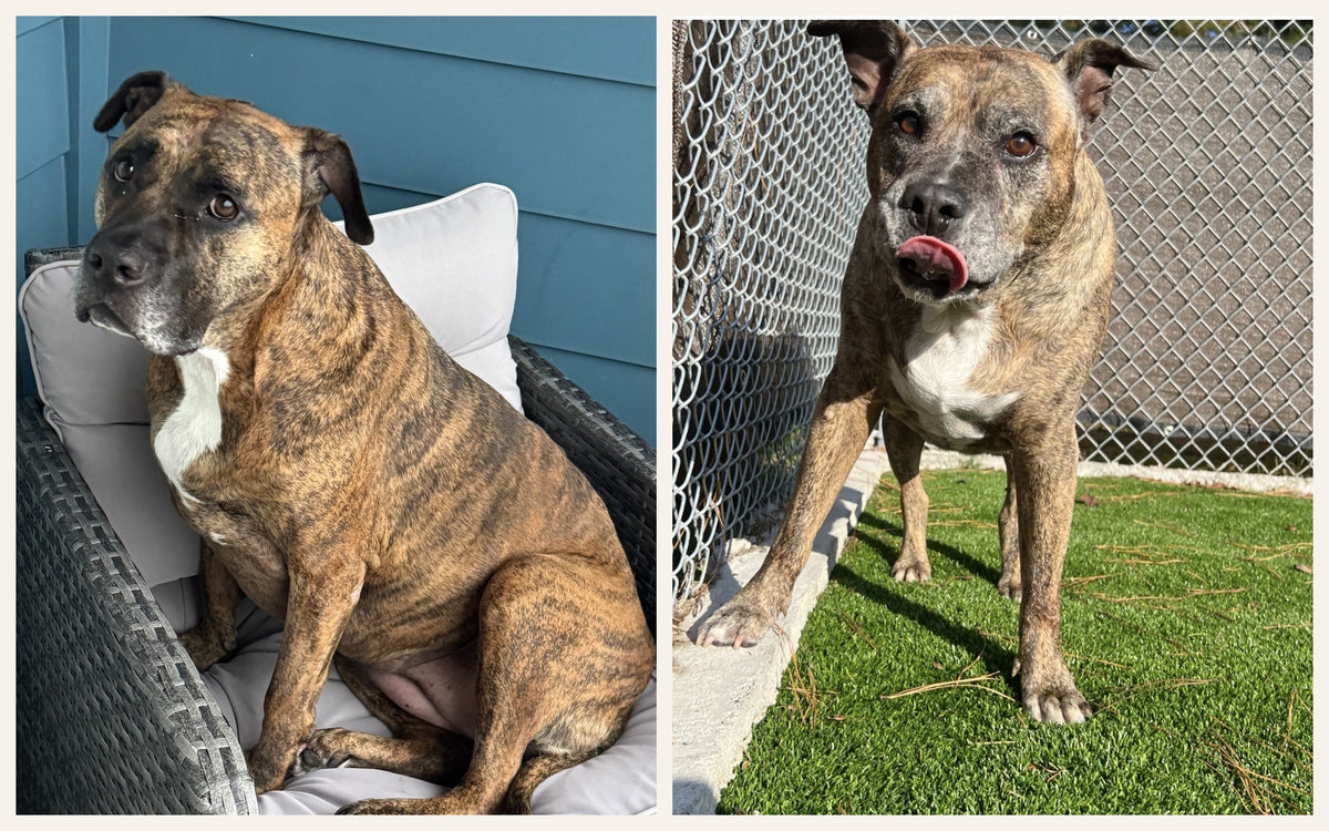 Meatball and Leona, the original Brindle Besties