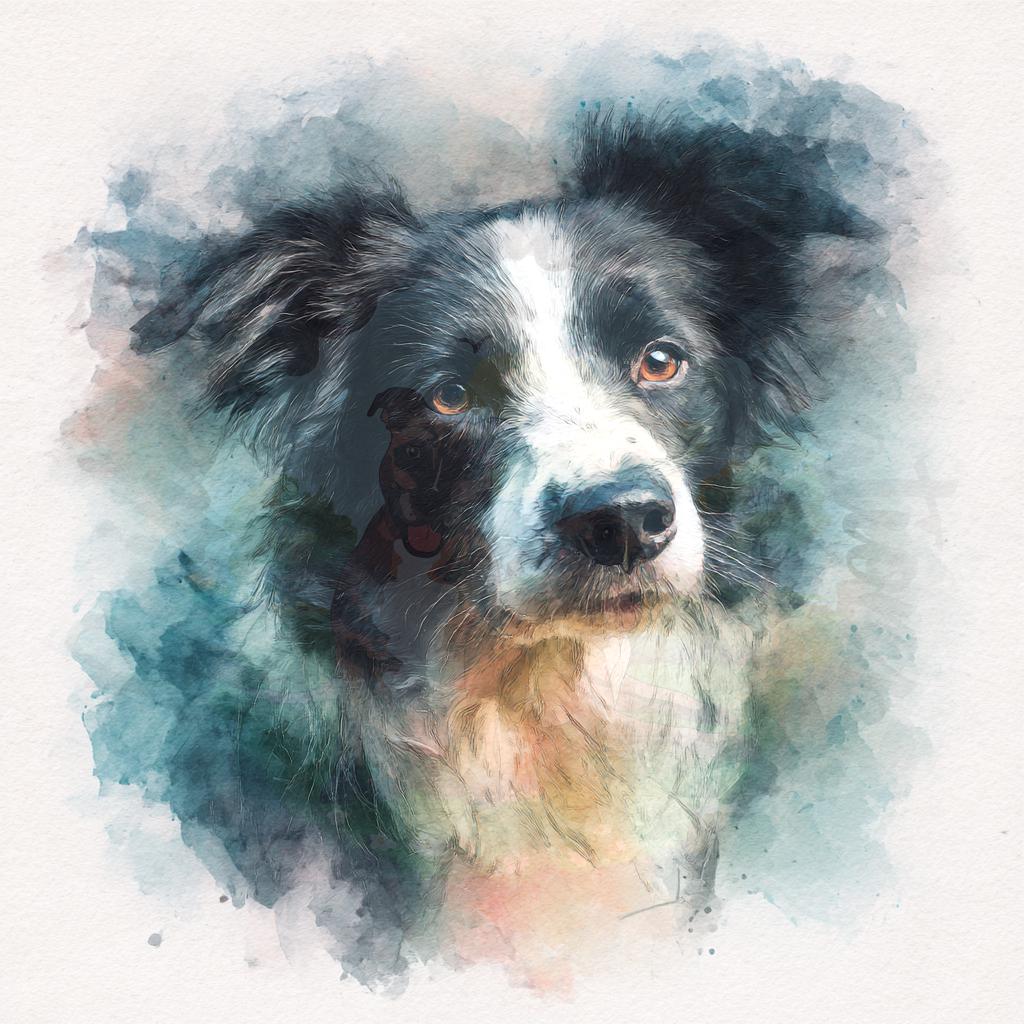 Watercolor-style portrait of a black and white Border Collie, sample from the Border Collie image pack