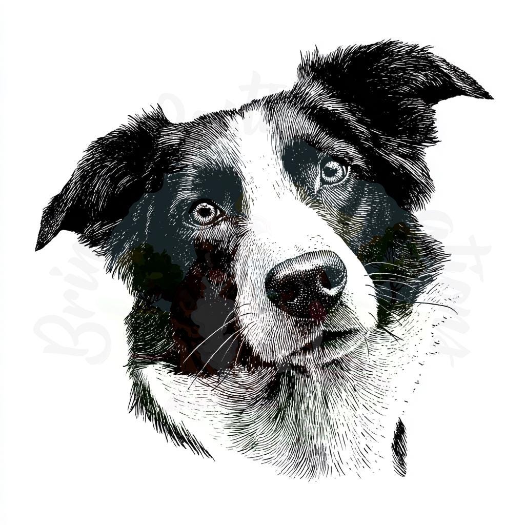 Black and white ink sketch of a Border Collie head, sample line-art image for laser engraving