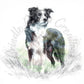 Pencil-style drawing of a Border Collie standing in tall grass, sample image