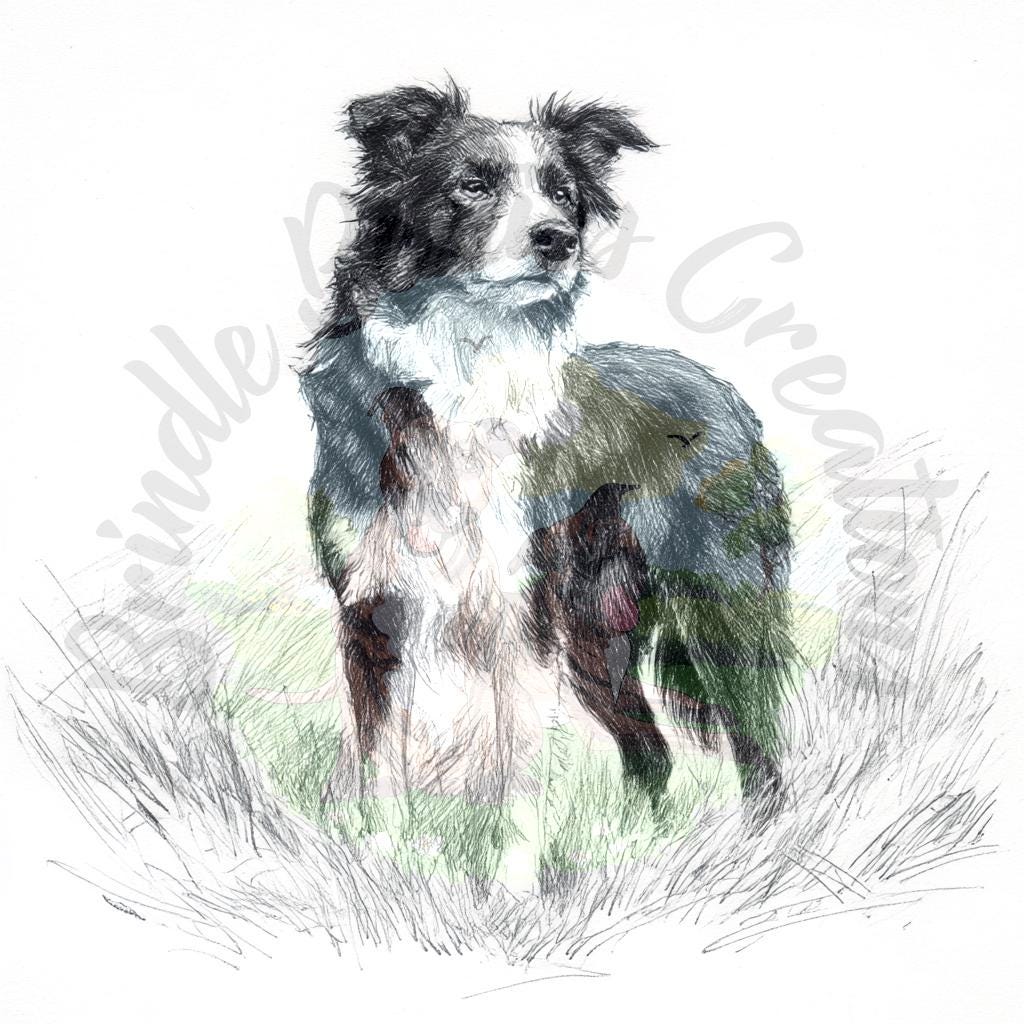 Pencil-style drawing of a Border Collie standing in tall grass, sample image